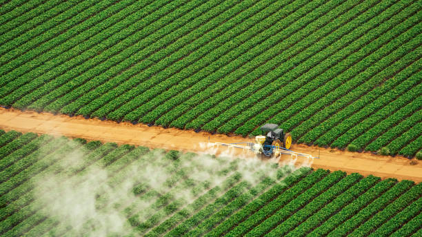 Trusted Needville, TX Pest Control Experts