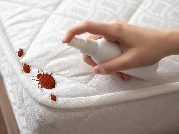 Best Local Pest Control Services  in Needville, TX