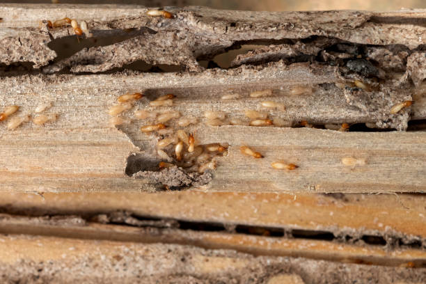 Best Flea Control Services  in Needville, TX